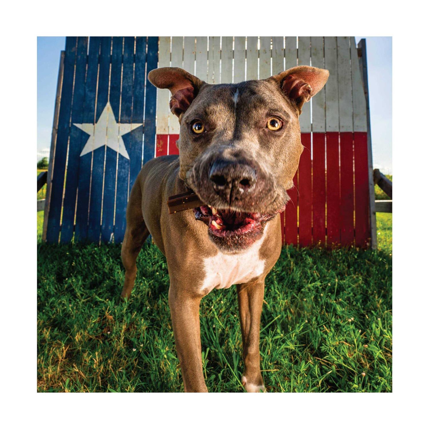 Get Naked Senior Health Dental Sticks Chicken Flavor Grain-Free Dog Treats