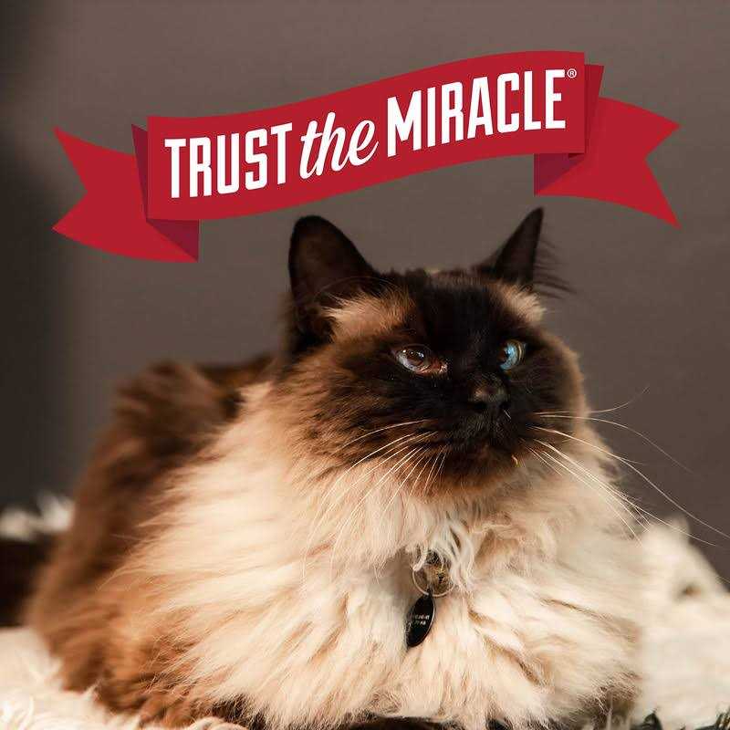 Nature’s Miracle Intense Defense Clumping Cat Litter