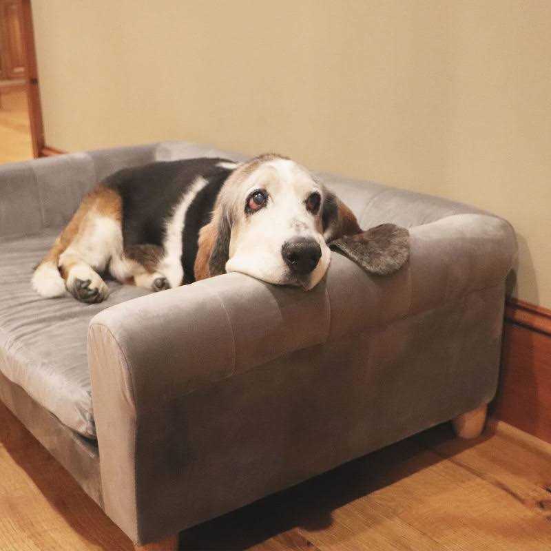 Critter Sitters 42-in. Elegant Faux-Velvet Rectangle Pet Bed for Medium and Large Dogs