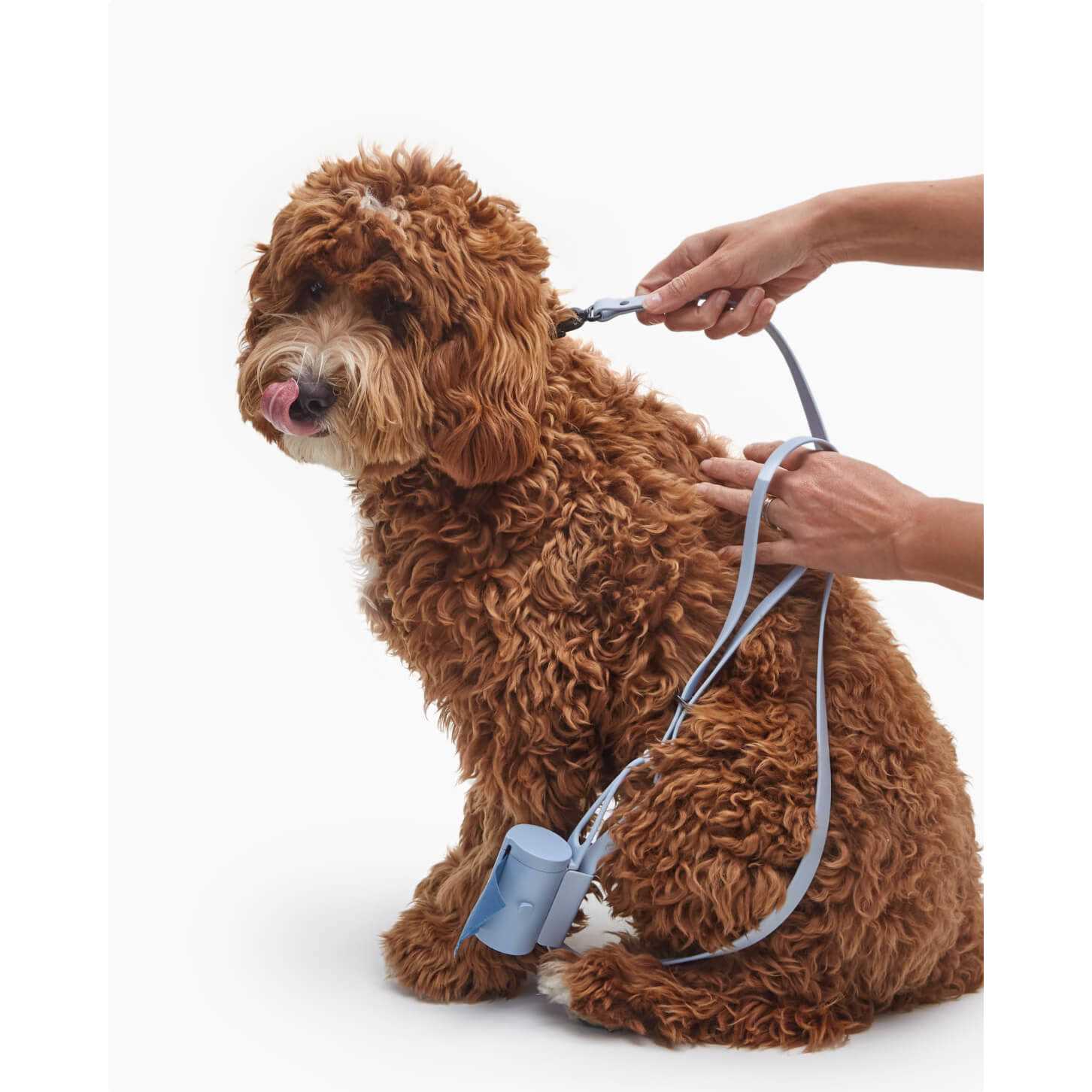 Fable Pets Signature Dog Leash