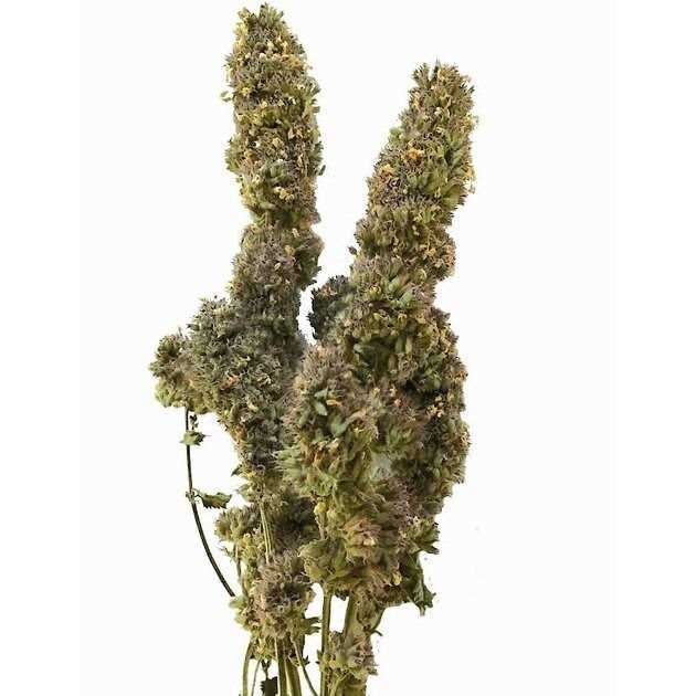 From The Field Catnip Buds