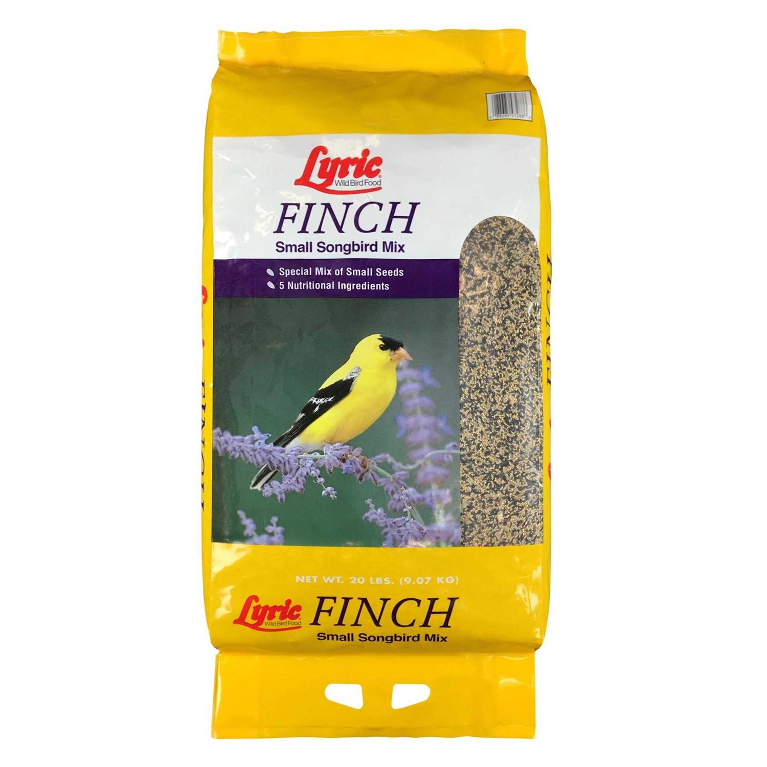 Lyric Finch Small Songbird Wild Bird Food