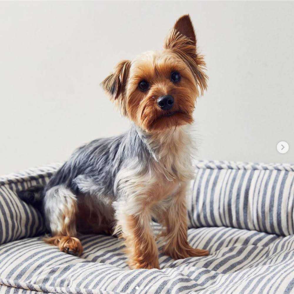 Harry Barker Stripe Lounger