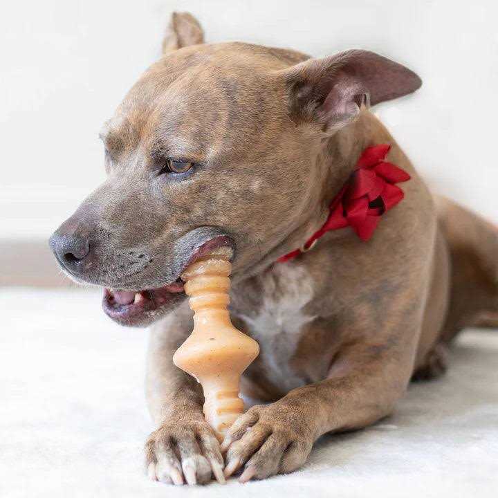 Benebone Chicken Zaggler Dog Chew Toy