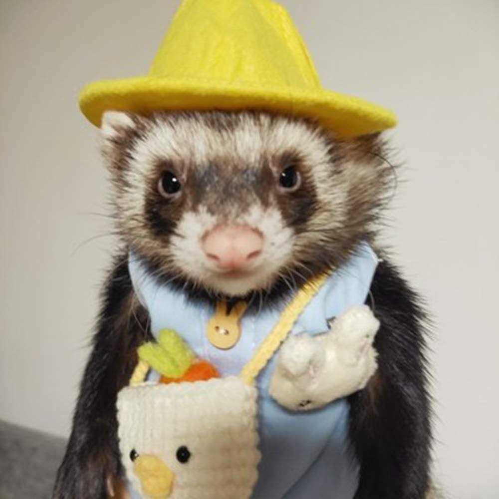 HAICHEN TEC Ferret Clothes Set Small Animal Harness and Leash Adjustable Chest Straps Ferret Apparel Outdoor Walking Accessories Outfit Halloween Party Cosplay