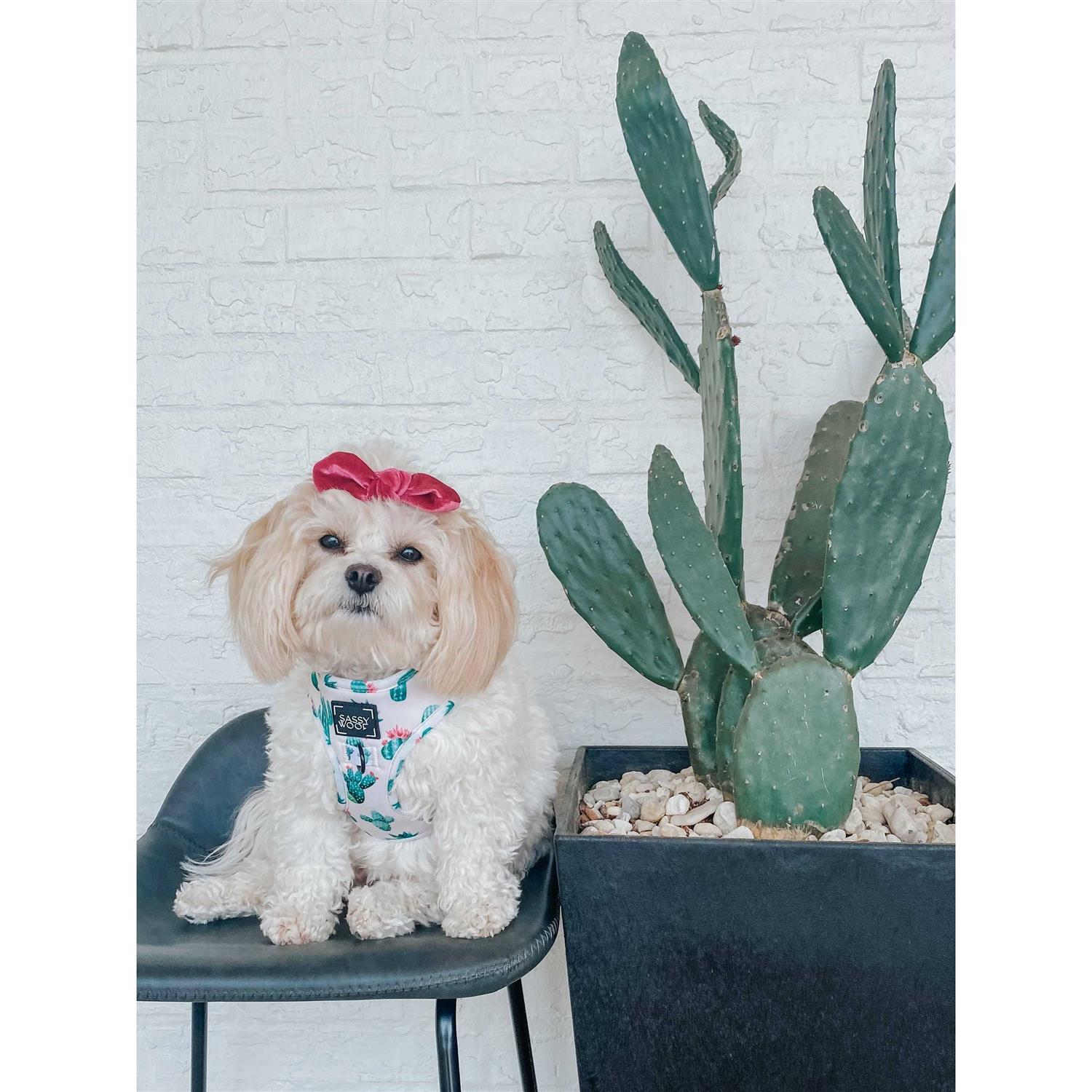 Sassy Woof Adjustable Dog Harness