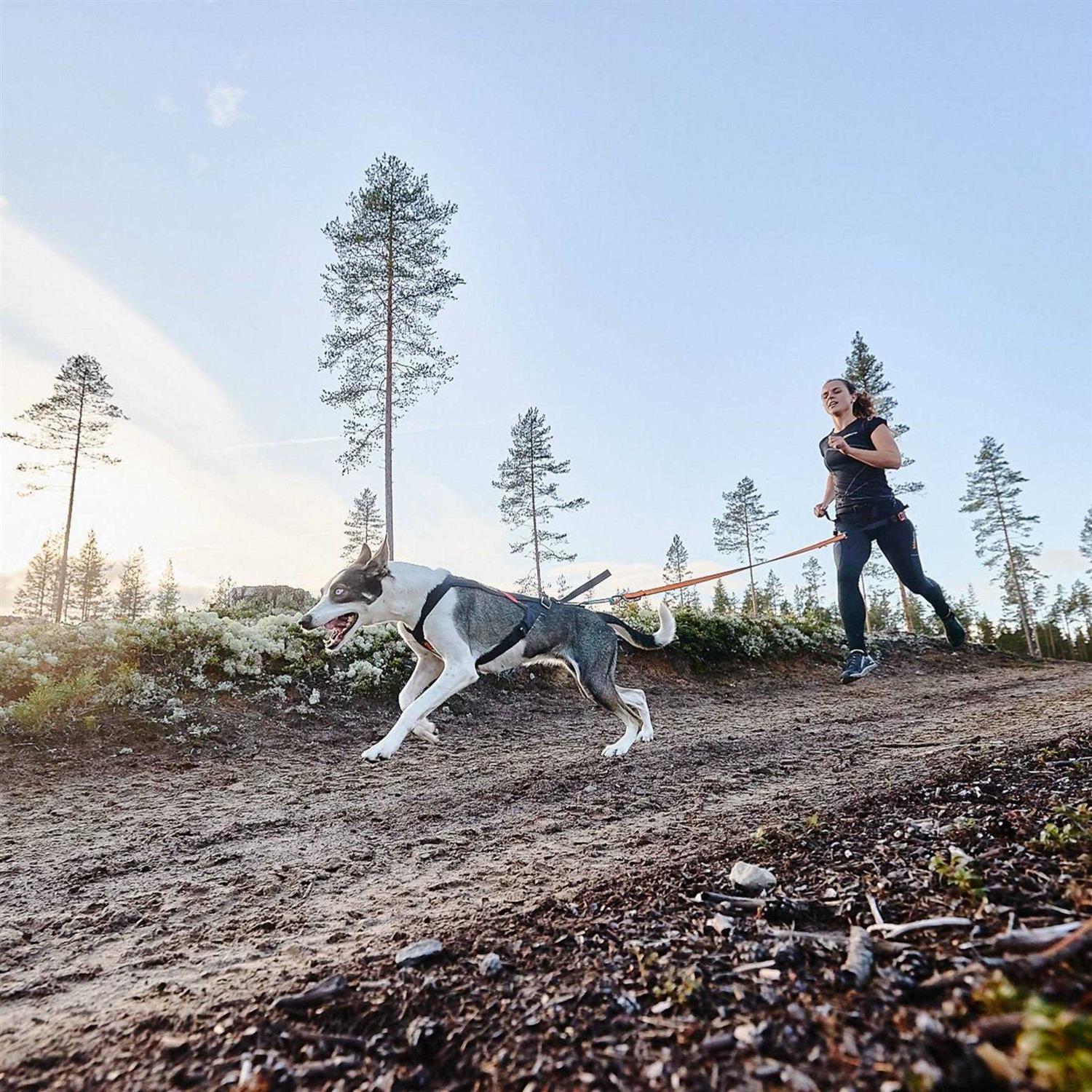 Non-Stop Dogwear Freemotion Harness / Size