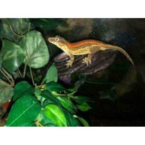 Zoo Med Arboreal Feeding Platform
