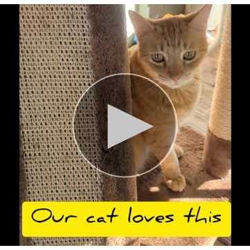Go Pet Club Beige Economical Cat Tree Condo with Sisal Covered Posts