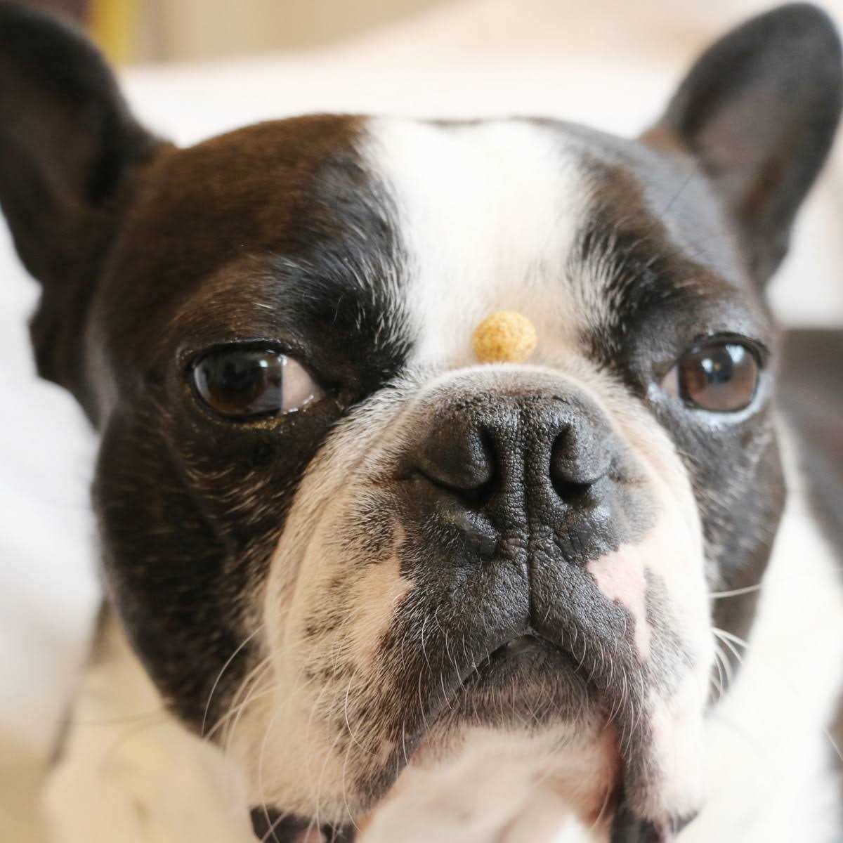 Redbarn Protein Puffs Dog Treats