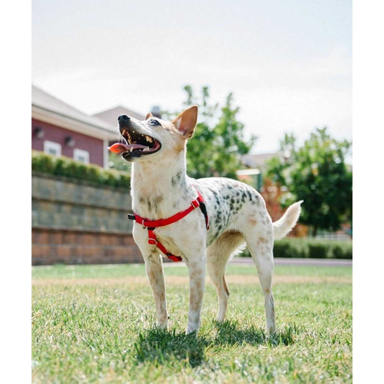 2 Hounds Design Freedom No Pull Dog Harness Leash