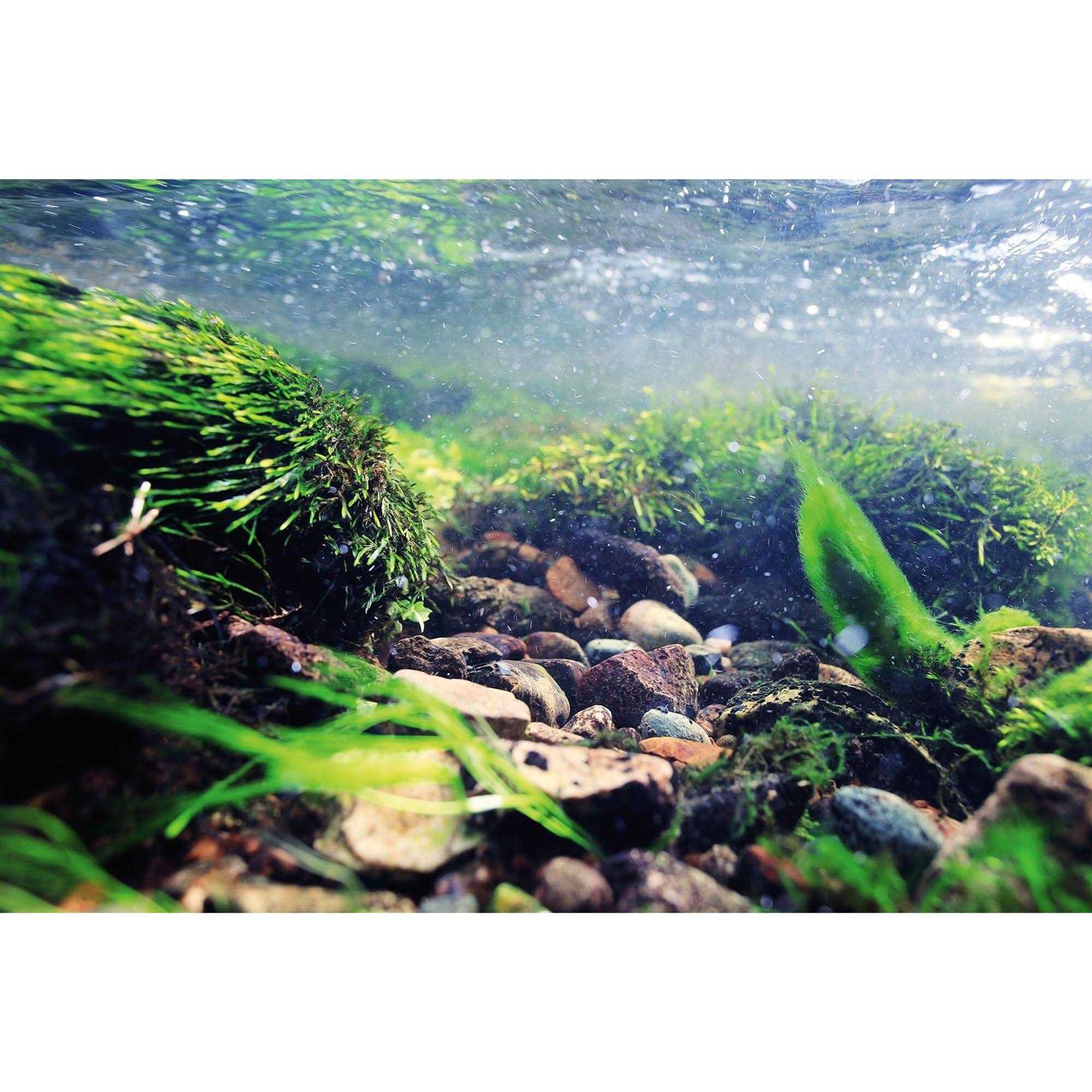 Top Fin Underwater Reversible Aquarium Background