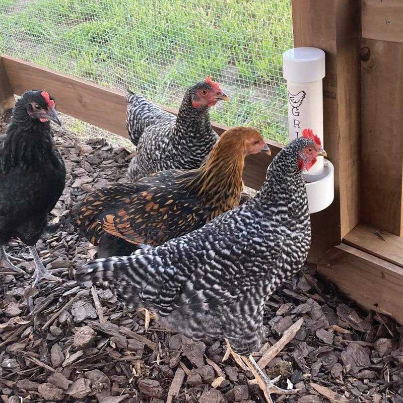 Cherry Stone Poultry Grit