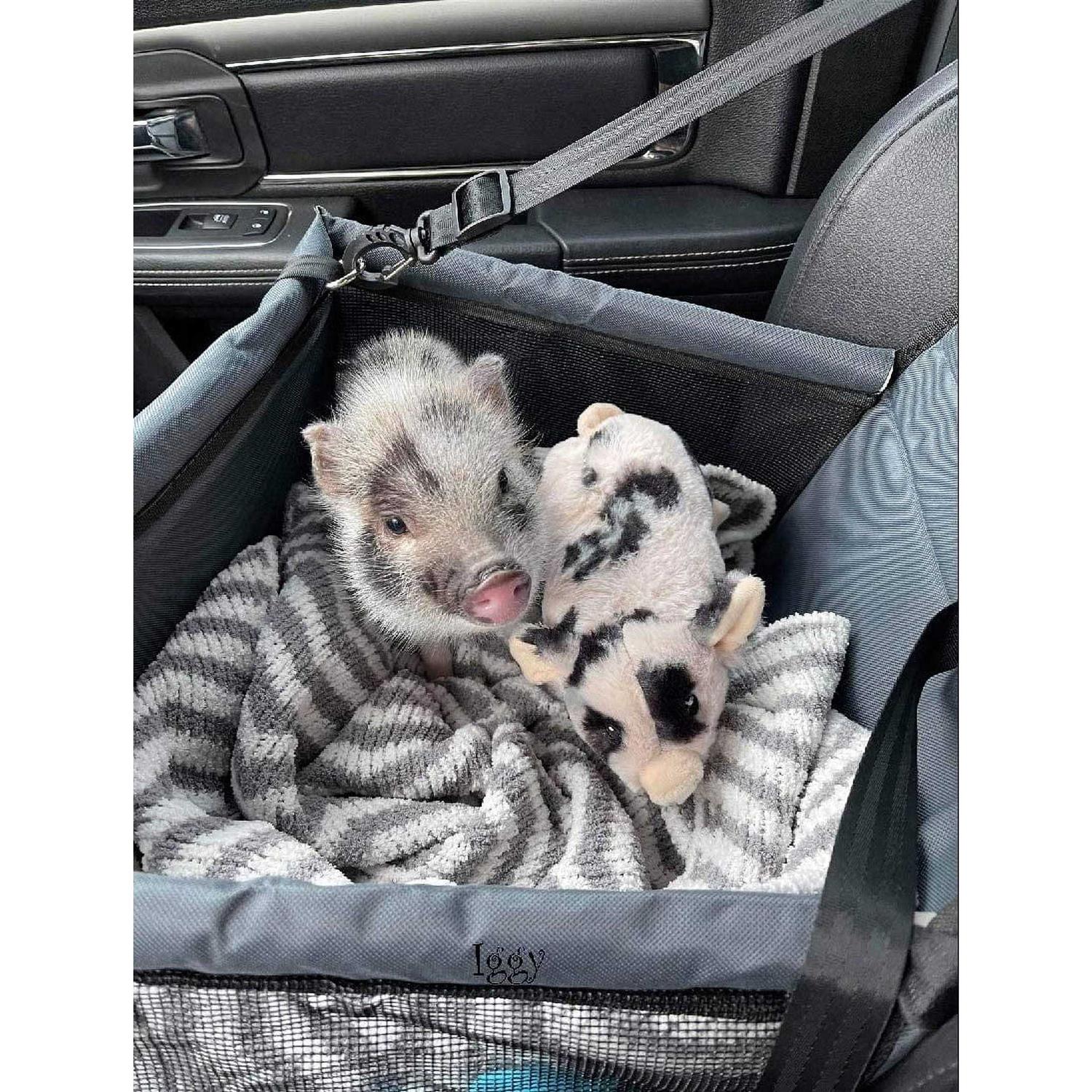 Piggy Poo and Crew Pet Car Seat