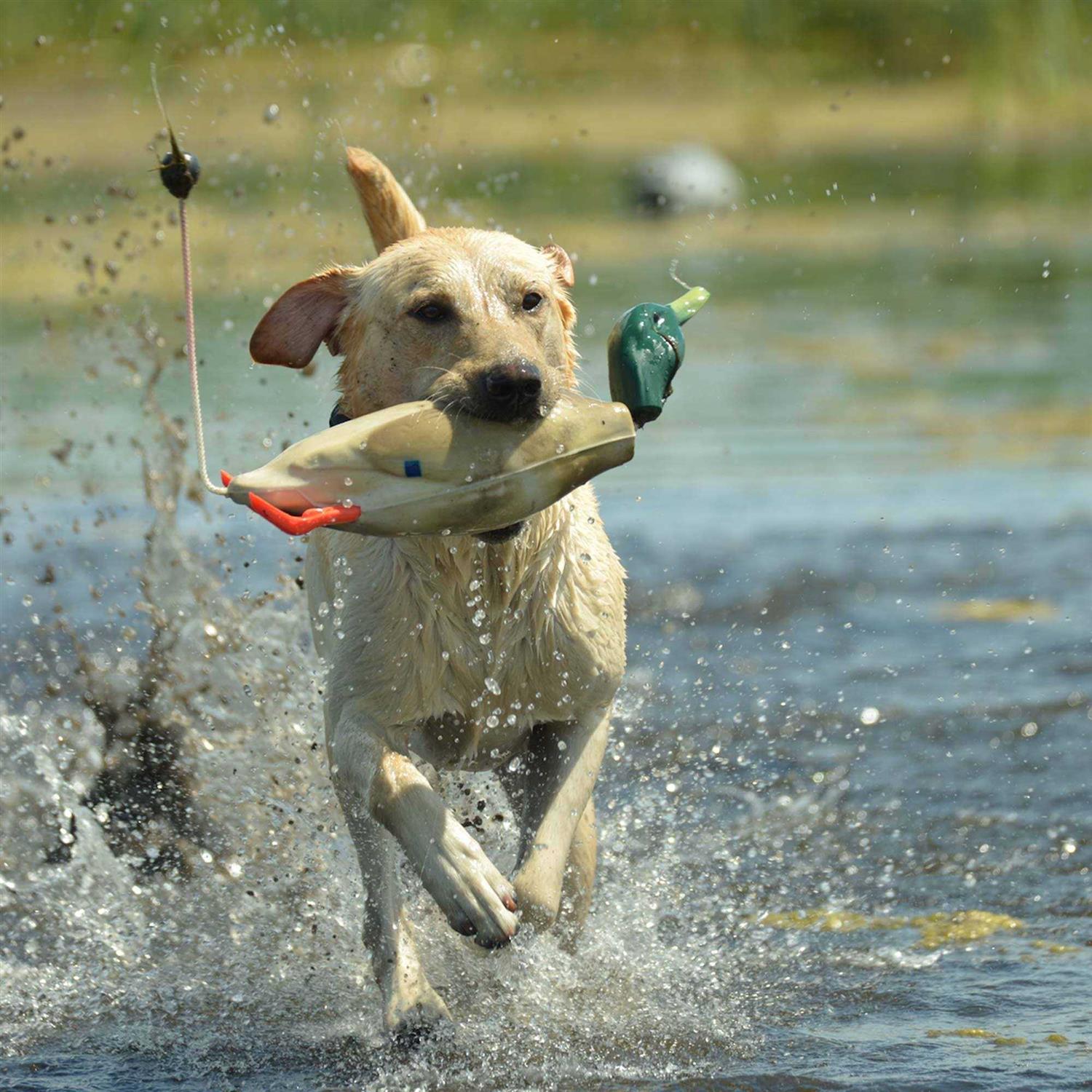 Dokken Mallard Dead Fowl