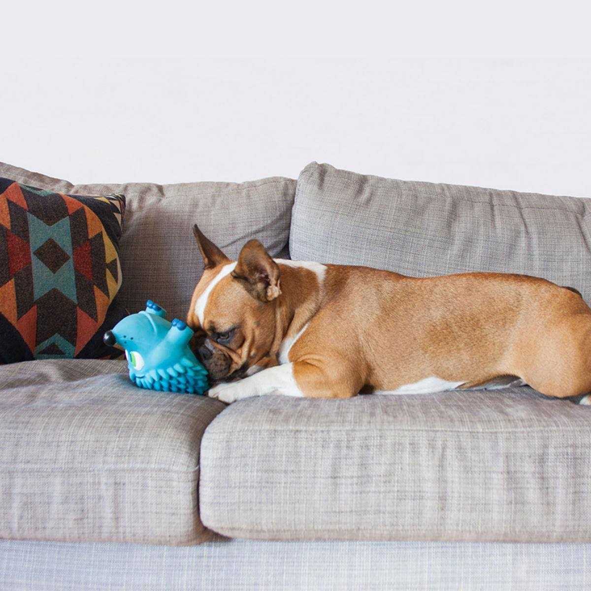 Outward Hound Tootiez Hedgehog Dog Toy