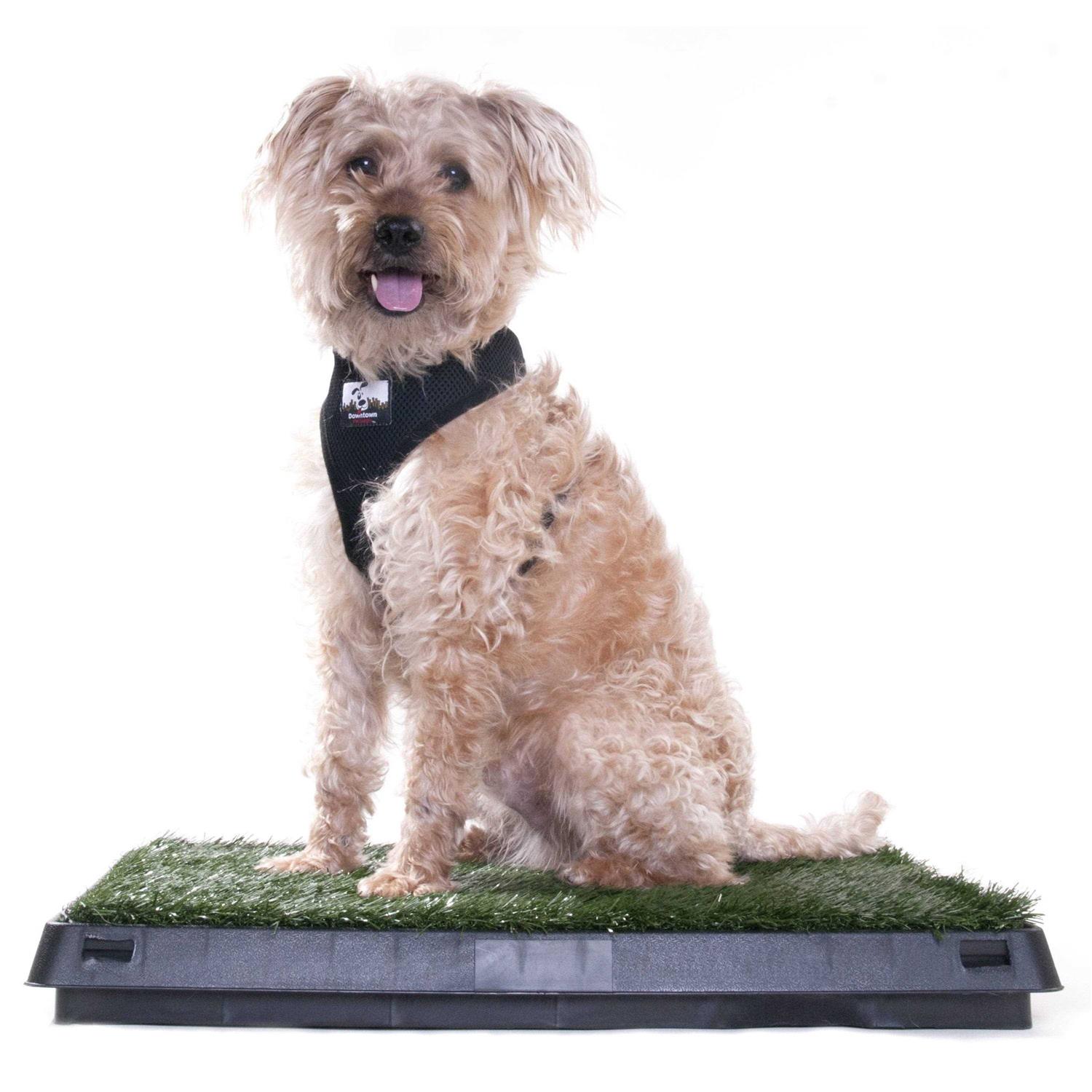 Downtown Pet Supply Dog Grass Pad with Tray, 20 x