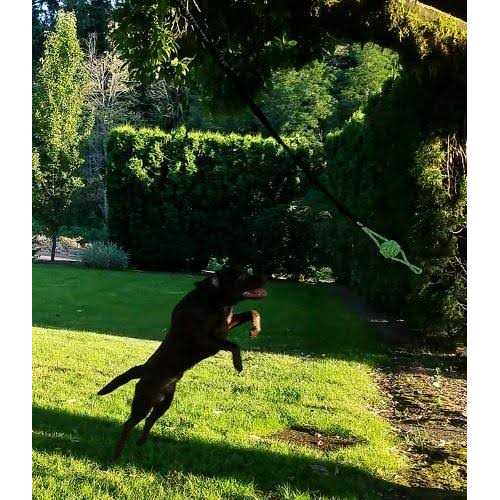 Tumbo Tugger Outdoor Hanging Bungee Dog Toy Large