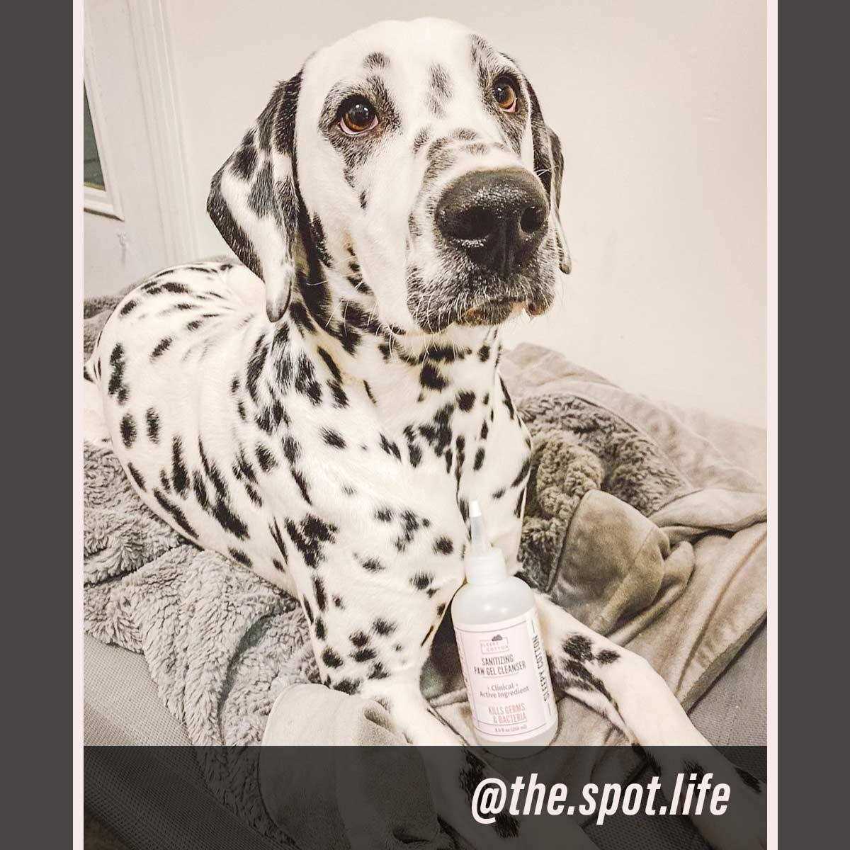 Put An End to Dog Paw Licking with Our Highly Effective Paw Gel Cleanser