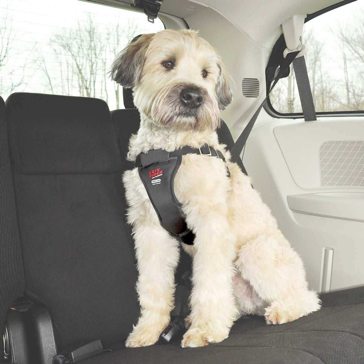 Coastal Pet Easy Rider Car Harness