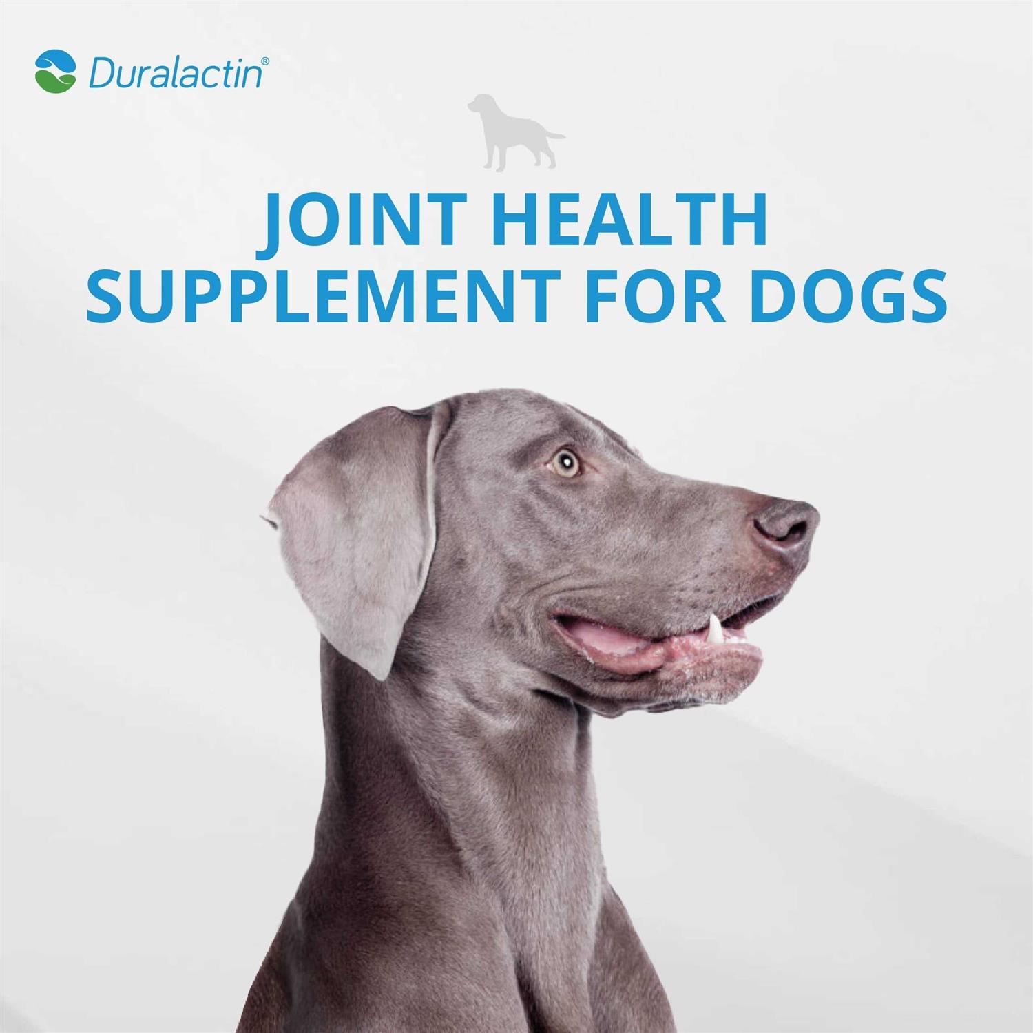 Duralactin Canine Joint Plus Soft Chews