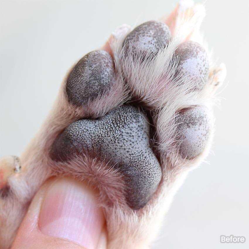 Put An End to Dog Paw Licking with Our Highly Effective Paw Gel Cleanser