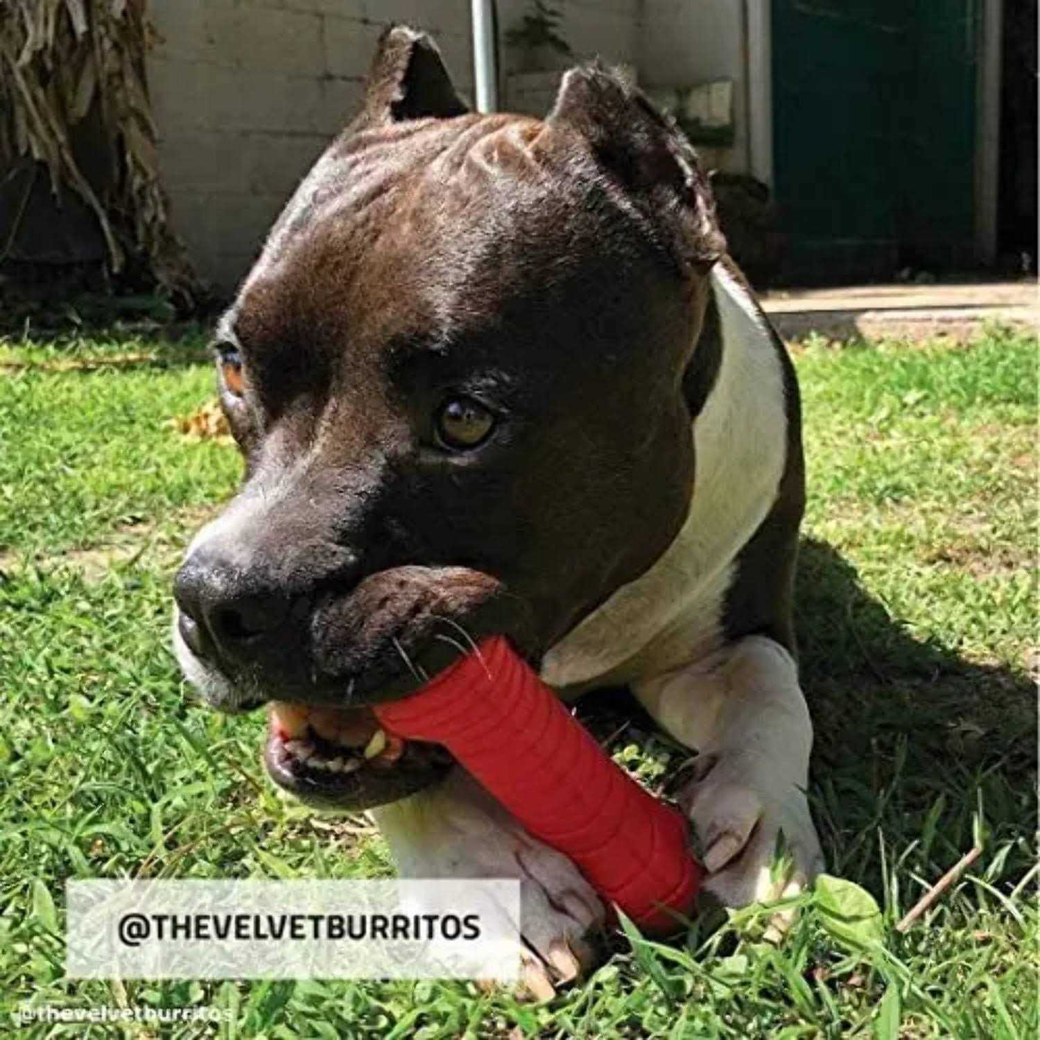 Playology Dual Layer Bone Dog Toy