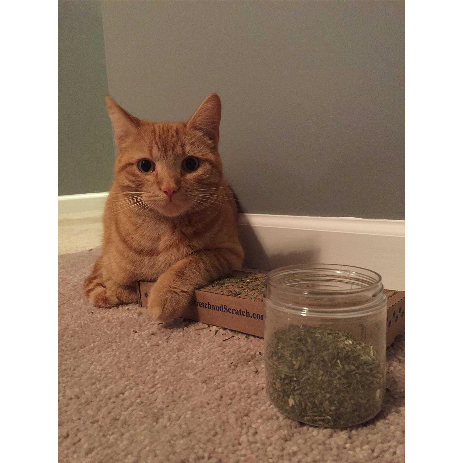 Cat Crack Catnip Blend Cats