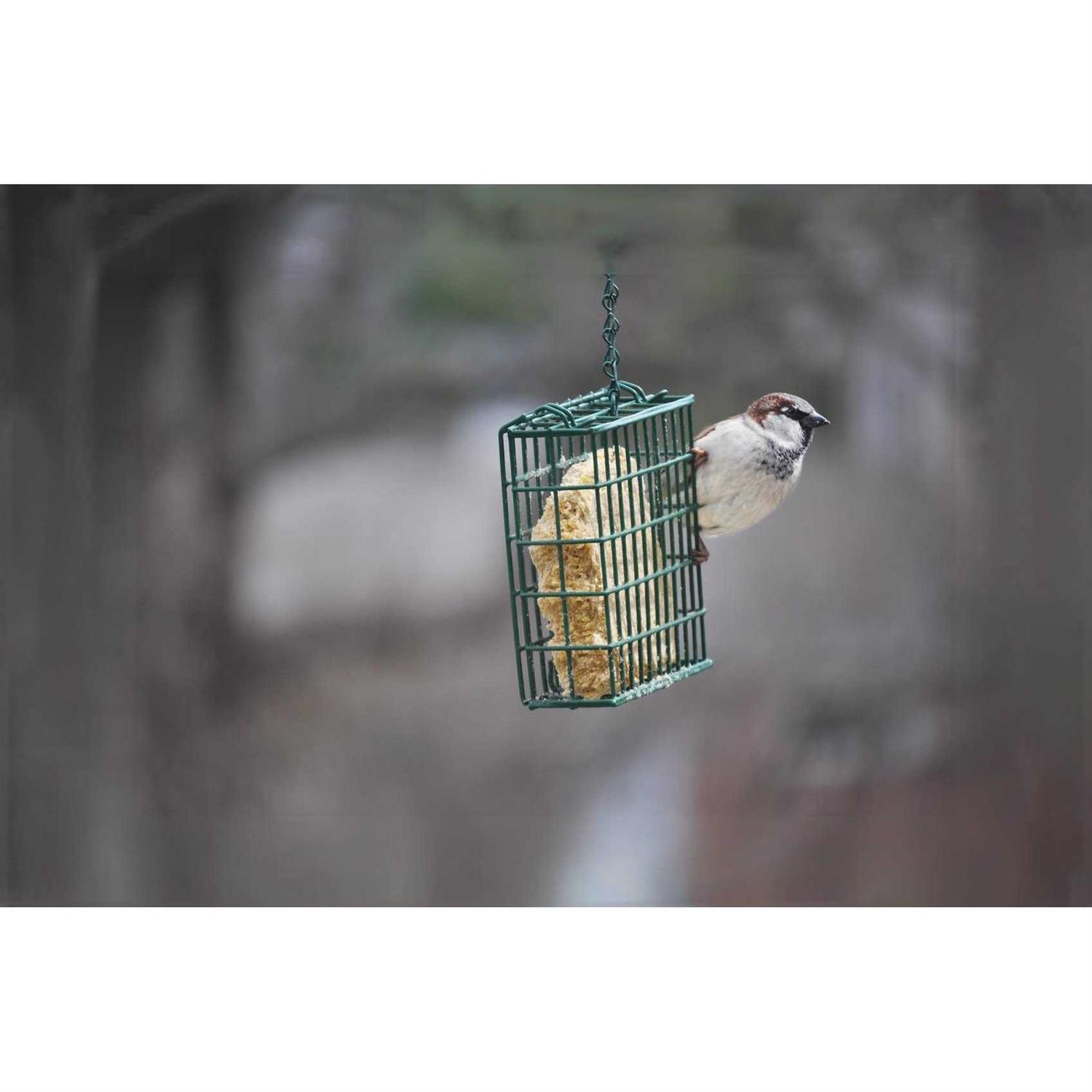 C&S Mealworm Delight No Melt Suet Dough