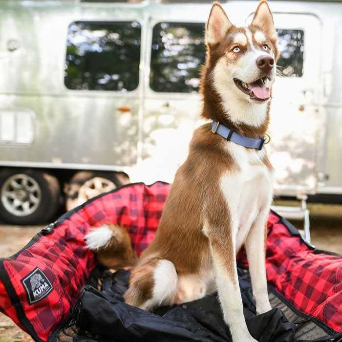 Kuma Lazy Bear Dog Bed