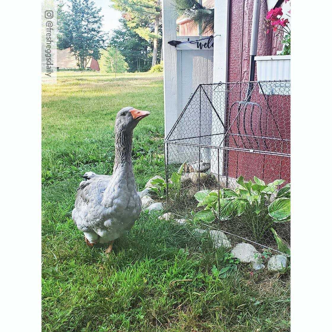 Chicken Wire Crop Coop