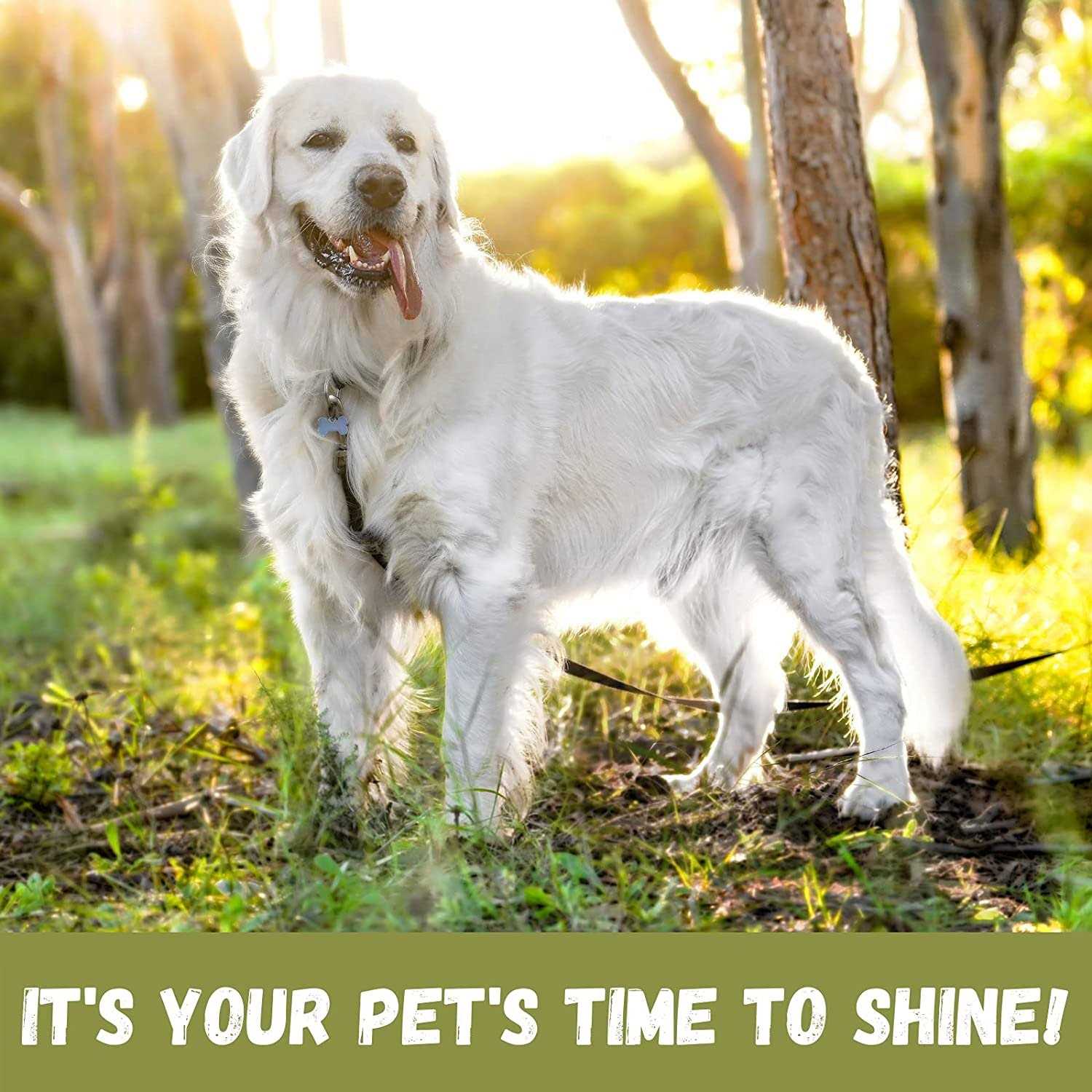 Bio-Groom Coat Polish Spray On Sheen