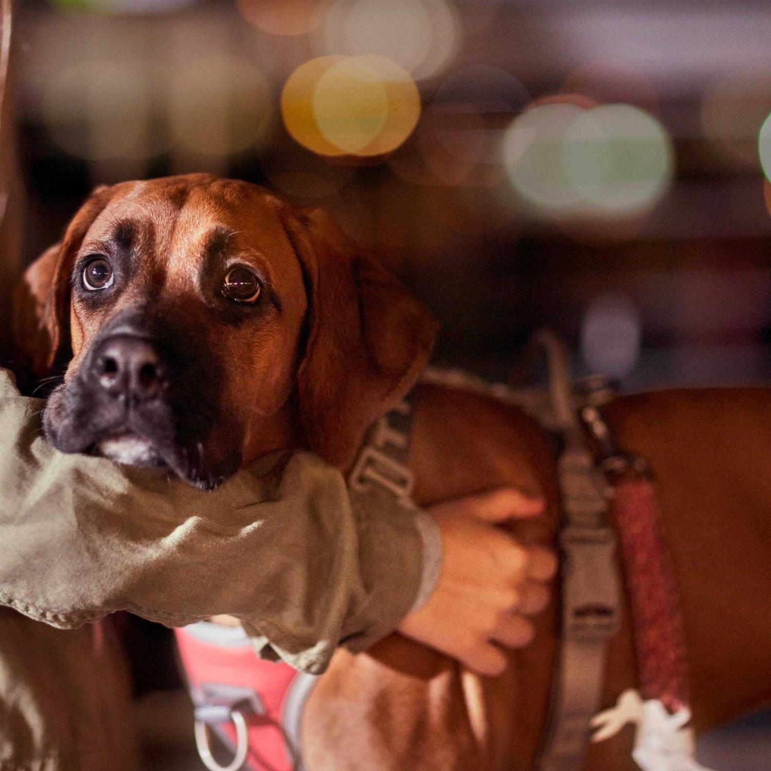 Hurtta Venture No-Pull Dog Harness