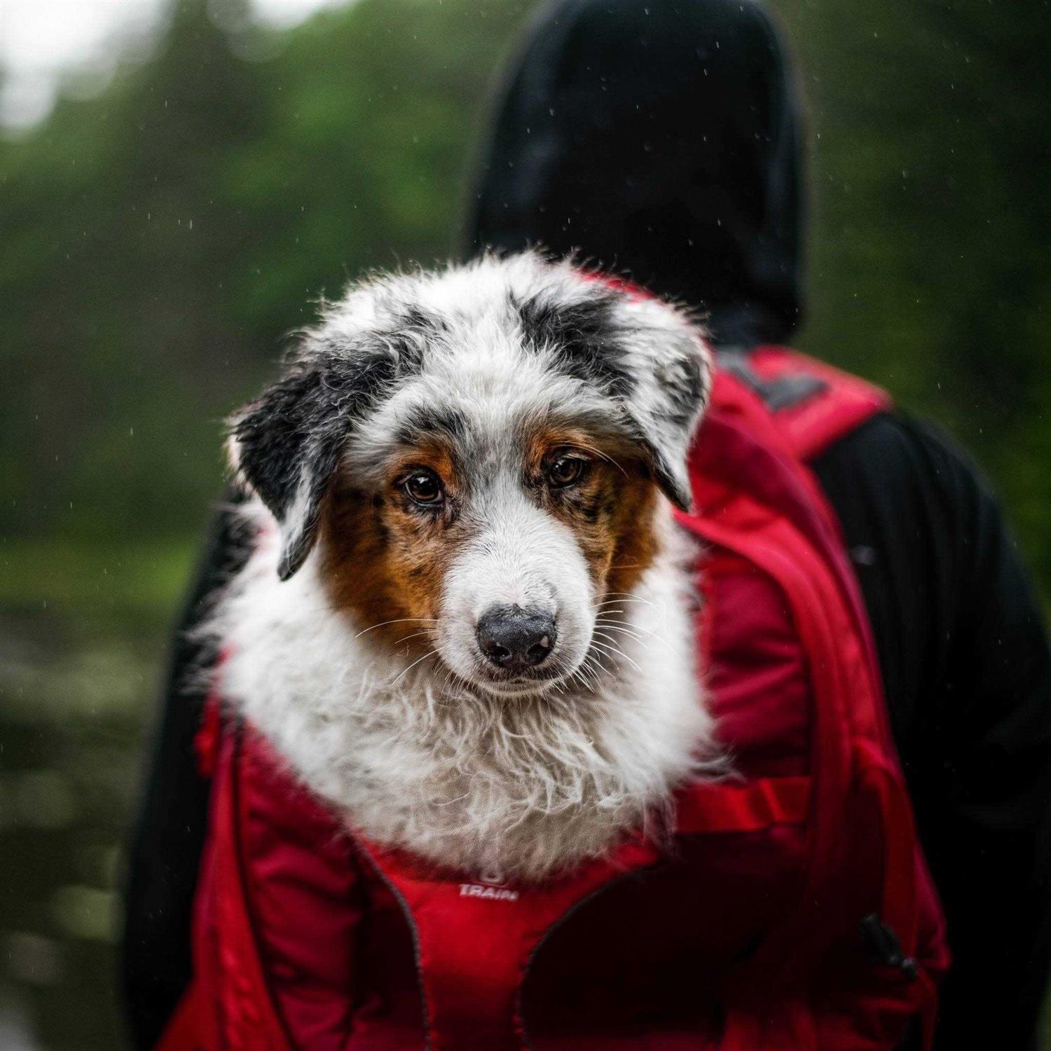 Kurgo G-Train Backpack Dog Carrier