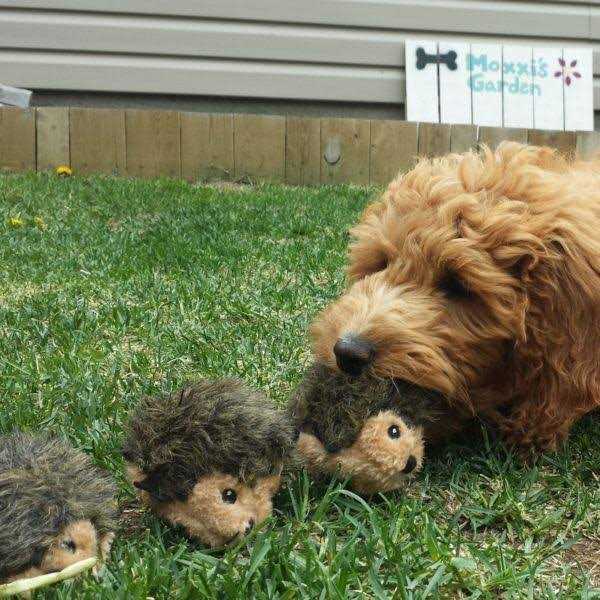 ZippyPaws Miniz Dog Toys Hedgehogs