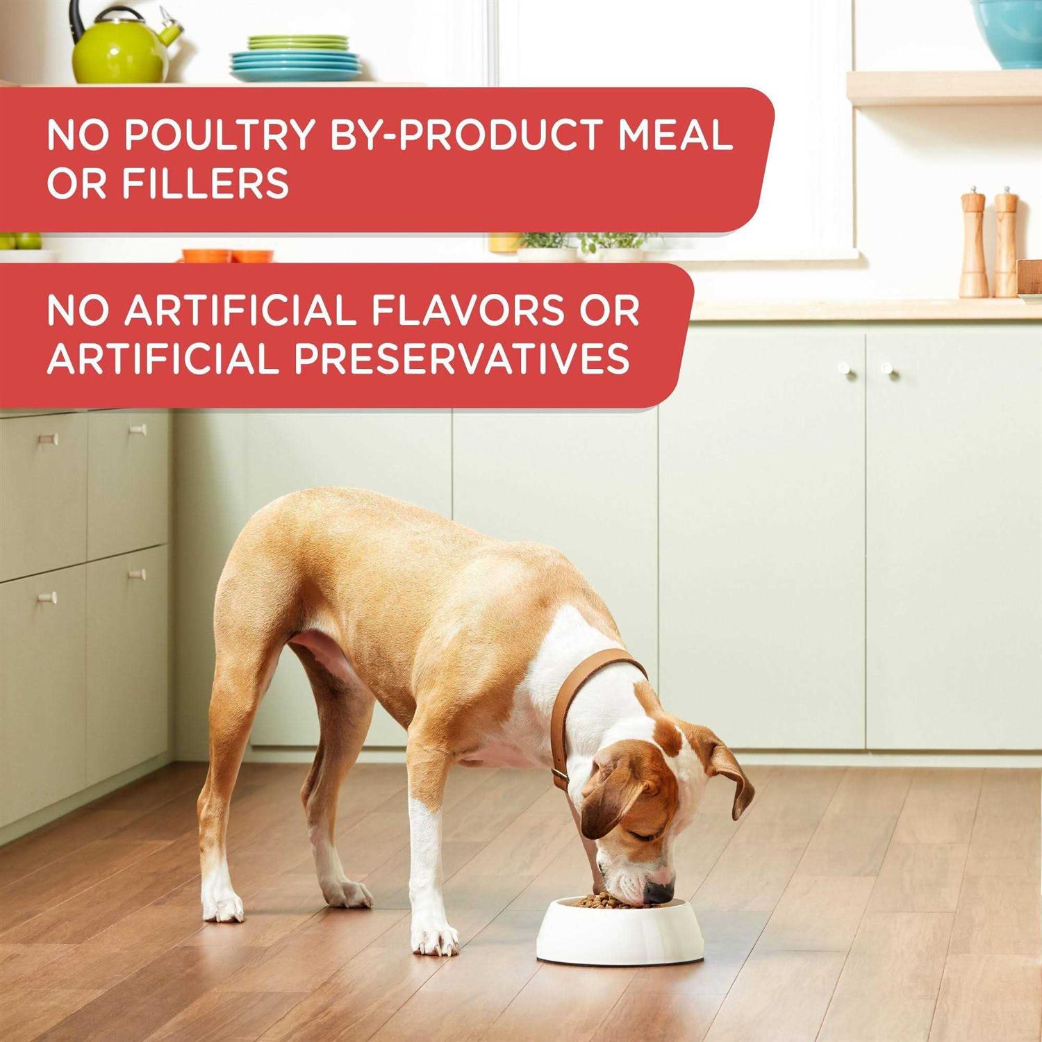 Rachael Ray Nutrish Gentle Digestion Chicken Pumpkin & Salmon Wet Dog Food