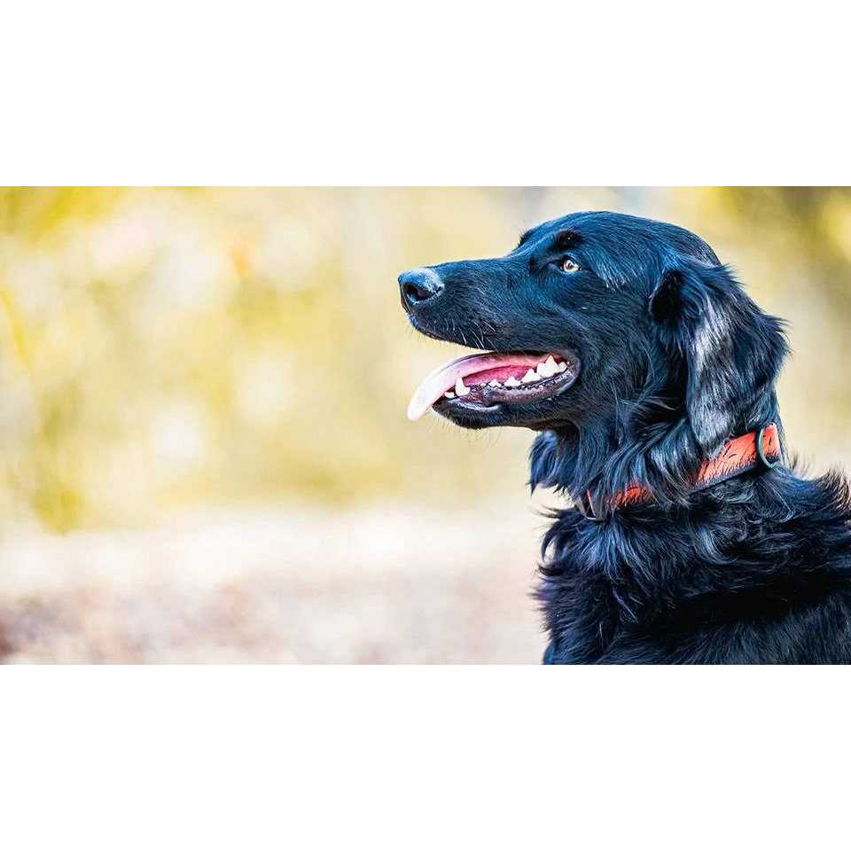 Stunt Puppy Pines Collar