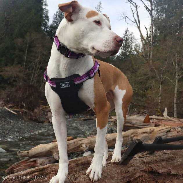 K9 Explorer Reflective Adjustable Dog Collar