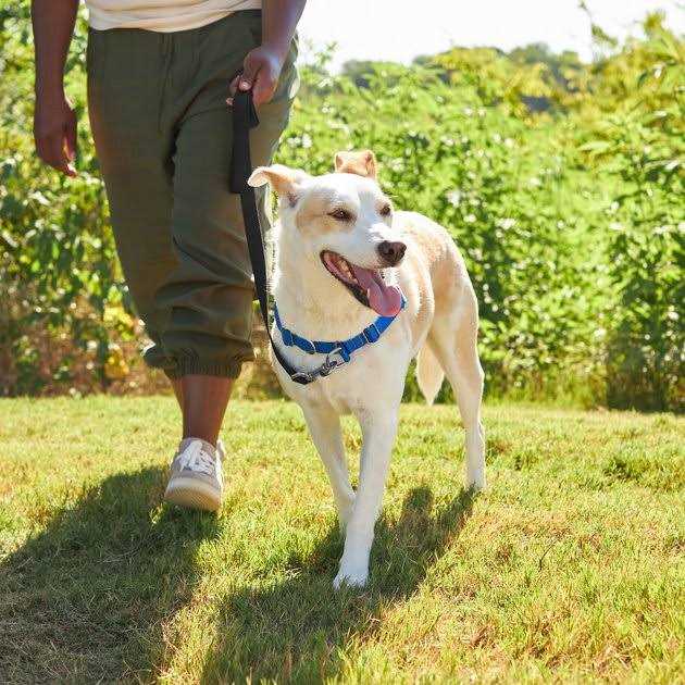 Frisco Basic No Pull Harness