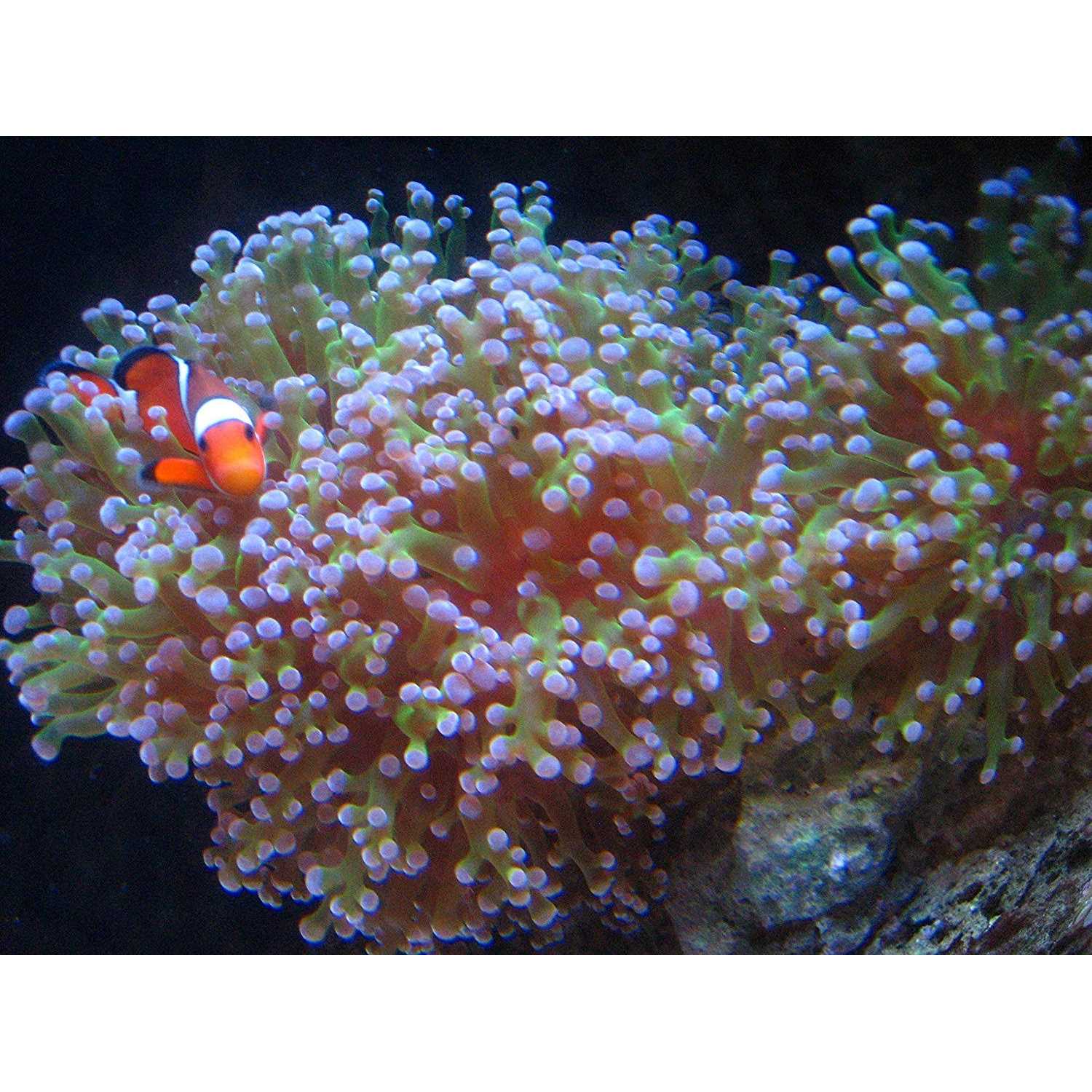 Kolar Labs Crystal Cal Activated Carbon 5 Gallon Activated Charcoal for Aquariums and Fish Tanks