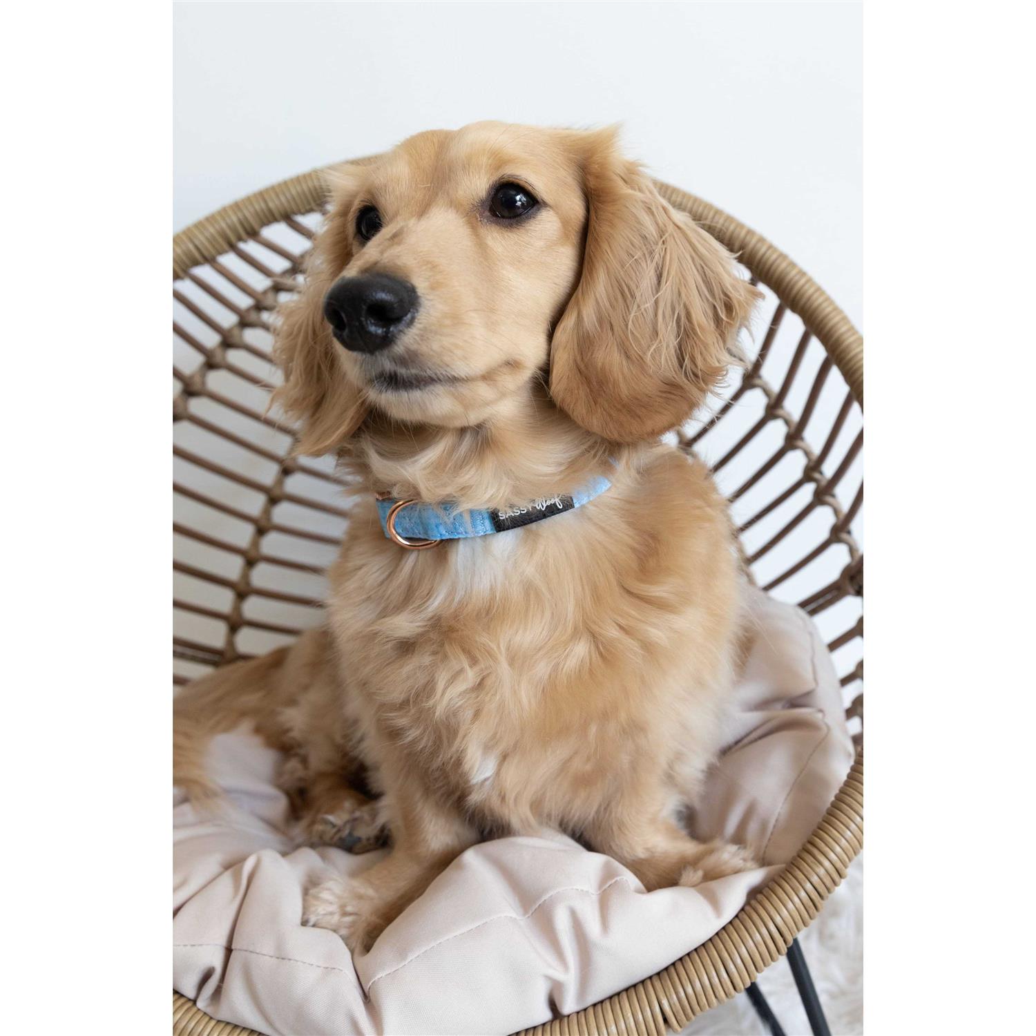 Sassy Woof ‘Aurora’ Dog Collar