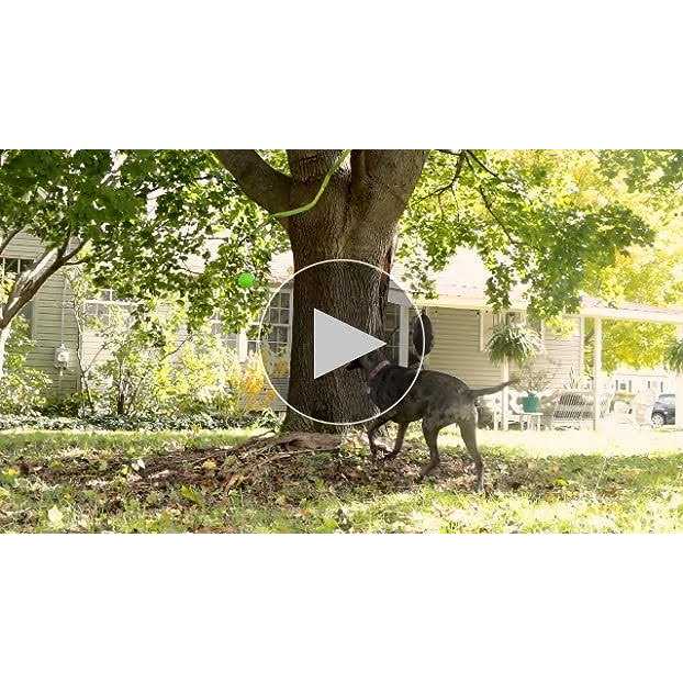 Jolly Pets Dog Toy Tree Tugger