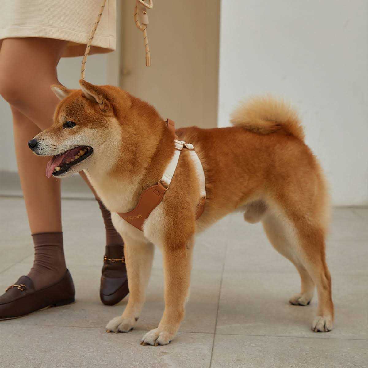 VOOCOO #OOTD Pet Harness and Leash Set