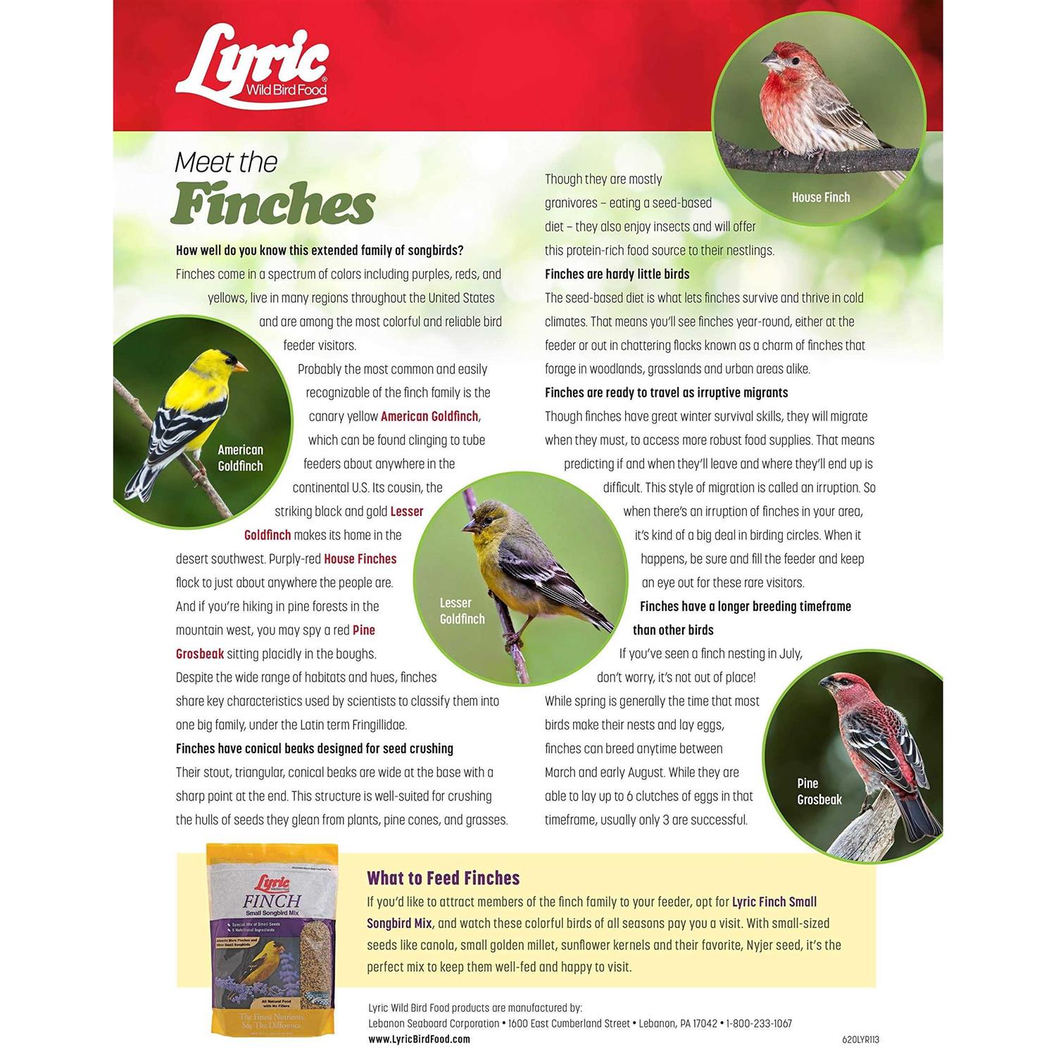 Lyric Finch Small Songbird Wild Bird Food