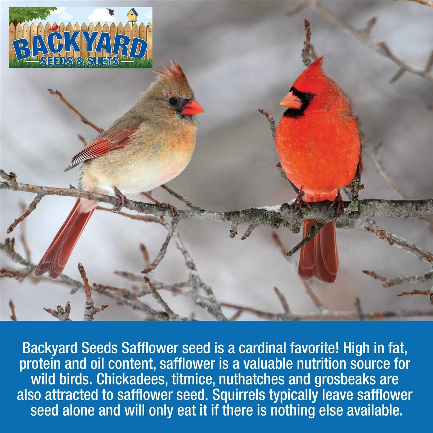 CountryMax Backyard Seeds Safflower Bird Seed for Cardinals