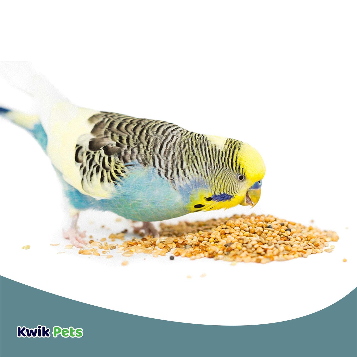 Volkman Avian Science Super Parakeet