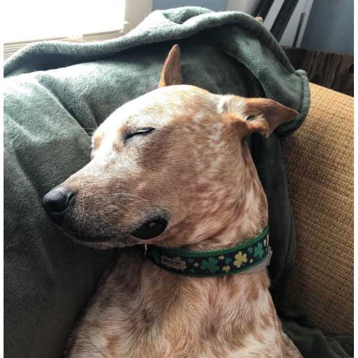 Dog Collar Lucky Shamrock