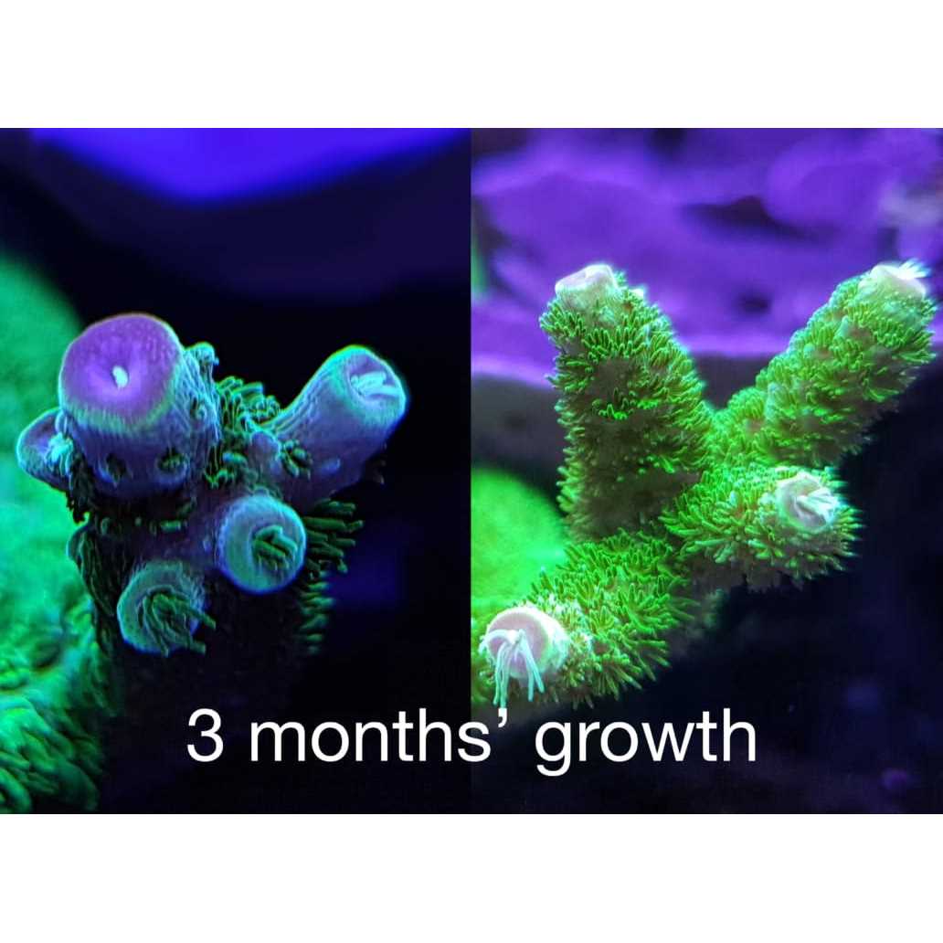 Red Sea Reef Energy AB+ Plus Coral Nutrition