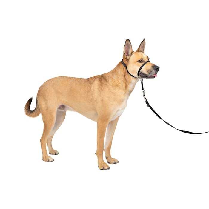 PetSafe Gentle Leader Headcollar