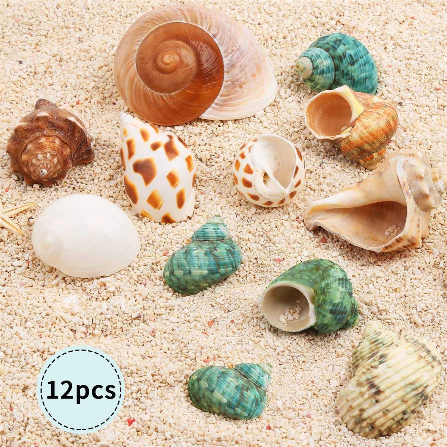 Giftvest Hermit Crab Shells Medium and Large 12PCS Growth Turbo Seashells Size 1.4-3.2 for Small Medium and Large Crabs